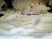 trailerchix newest webcam recording at chaturbate July-2026