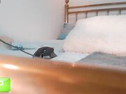 gummy_bear7 Leck mein enges Loch