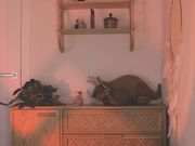 meadowthayer Spy fuck show with my girlfriends