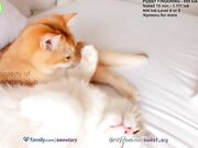 sweet_ary Hot 2023 ass camshow with sexy top model