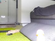 elisa_bright Sexy babe masturbates with dildo 04-30-2023