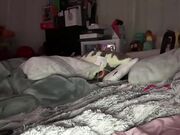 blackgurlkitty Saftiges, fettes Model streichelt ihre Klitoris